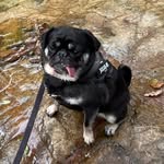 Gladys King - @pugtasticadventuresofgladys - Instagram