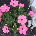 Gladys Mackay - @gladys.mackay.35 - Instagram