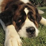 Saint Bernard - @gladys.b.mack - Instagram