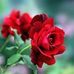 Gladys McDonald - Facebook