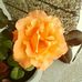 Gladys Morse - Facebook