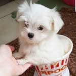 quavo Marley - @gladysolson56breeds - Instagram