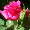 gladysperkins5041 - @gladysperkins5041 - TikTok