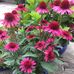 Gladys Simpson - Facebook