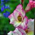 Gladys Spivey - Facebook