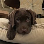 Gladys Stuart 🐾 - @gladdystu - Instagram