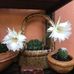 Gladys Sweet - Facebook