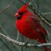 Gladys Thayer - Facebook