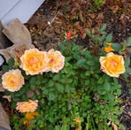Gladys Warner - Facebook