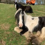 Naomi Kerr - @glenalbertsponies - Instagram
