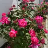 Glen Cove Gardening - @glen.cove.garden - TikTok