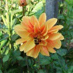 Ashby Glen Flowers - @ashbyglenflowers - Instagram