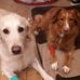 Glen Baxter - Facebook