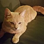 Glen Carson - @typical_gameryt21 - Instagram