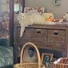 Glenda Cecil - @glendacecil19533888 - TikTok