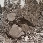 Glen Charles - @recycledtree - Instagram