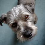 Chewy The Glen - @chewytheglen - Instagram