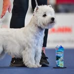 Glencoe's Westies - @glencoeswesties - Instagram