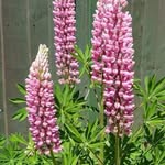 Glen Crowe - @grn_gardening - Instagram