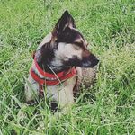 Glen Dias - @glendias5 - Instagram