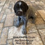 Glen Doyle - @wickgriffon_adventuredog - Instagram