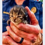 Glen Everett - @firehouse_cats - Instagram