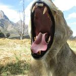 Fairy Glen Safaris - @fairyglensafaris - Instagram