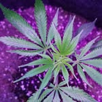 You Grow Glen Coco. 🍀 - @you.grow.glen.coco - Instagram