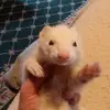 glenhancock1 - @glenhancock1 - TikTok
