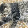 ايفان - @glenhatch - TikTok