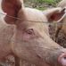 Glen Oakes Farm - Facebook