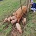 Glen Oakes Farms - Facebook