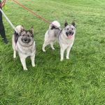 Glenowen Kennel - Brenda - @glenowen_elkhounds - Instagram