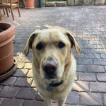 Glen Peppersteak - @glenpeppersteak - Instagram