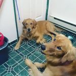Glen Raymond - @goldendogadventure - Instagram