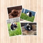 glen+ruby+patches+chole - @_guineapigs_4 - Instagram