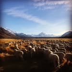 Glentanner Station - @glentanner_station - Instagram