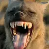 glennwolf38 - @glennwolf38 - TikTok