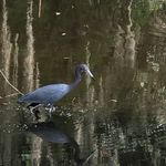 Glenda Dodd - @what_the_duck_jfw - Instagram