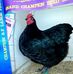 Glenda Hurst - Facebook