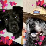 Glenda Jacobs - @glendabair - Instagram