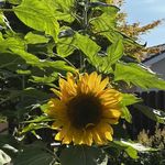 Glenda Lambert-Gibson - @gjgibson93908 - Instagram