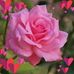Glenda Shaffer - Facebook