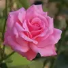 glendashaffer866 - @glendashaffer866 - TikTok