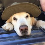 Glenda Simpson - @glendipops - Instagram