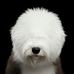 Glenn Abrams - Facebook