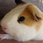 Glenn Lapore Bacon - @glenn.bacon.351 - Instagram