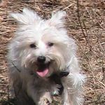 glenn banks - @abbythedog38 - Instagram