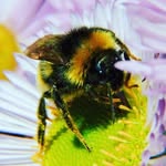 Glenn Bowden - @devonnaturegarden - Instagram