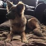The Dog House - @glenn.browne1976 - Instagram